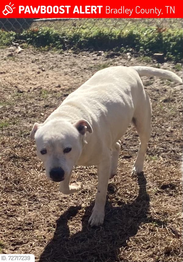 Lost Male Dog last seen Bates pike , Bradley County, TN 37312
