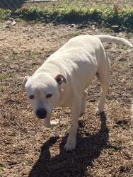 Lost Male Dog last seen Bates pike , Bradley County, TN 37312