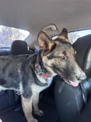 Found/Stray Male Dog last seen Pizza factory , Visalia, CA 93277