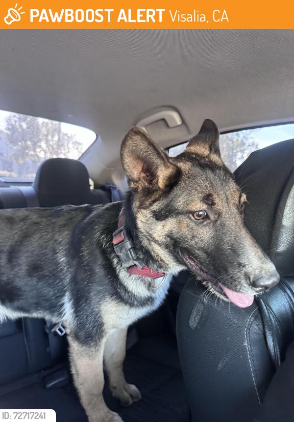 Found/Stray Male Dog last seen Pizza factory , Visalia, CA 93277