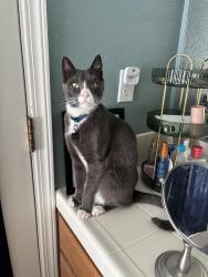 Lost Male Cat last seen Cinnamon & Dogwood, Lemoore, CA 93245