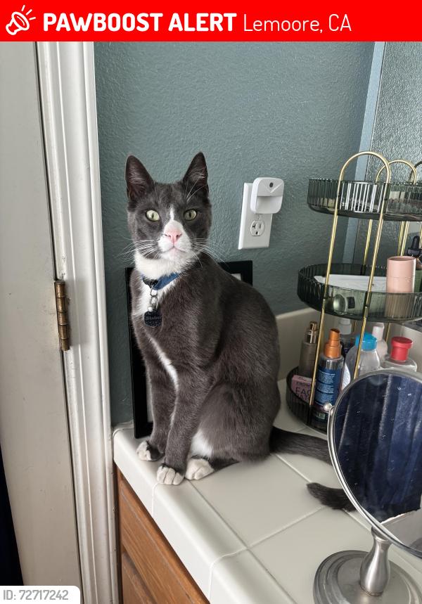 Lost Male Cat last seen Cinnamon & Dogwood, Lemoore, CA 93245