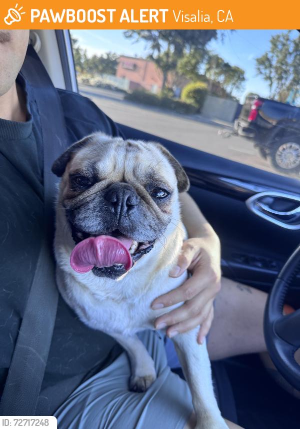 Found/Stray Male Dog last seen Pizza factory , Visalia, CA 93277