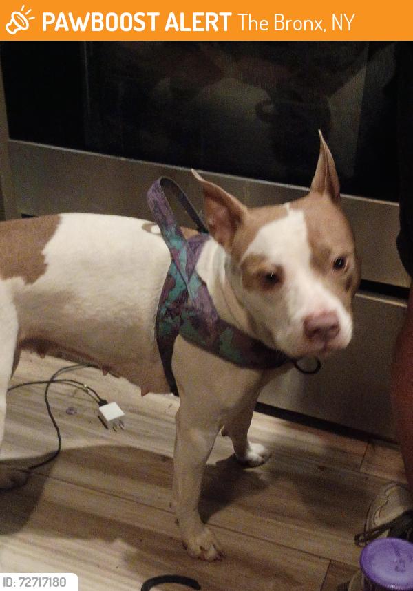 Found/Stray Female Dog last seen claremont park, The Bronx, NY 10457