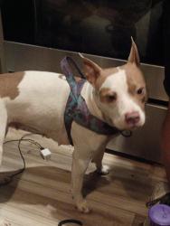 Found/Stray Female Dog last seen claremont park, The Bronx, NY 10457