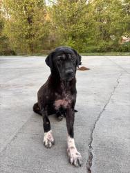 Found/Stray Unknown Dog last seen Citgo, Alamance church road , Greensboro, NC 27406