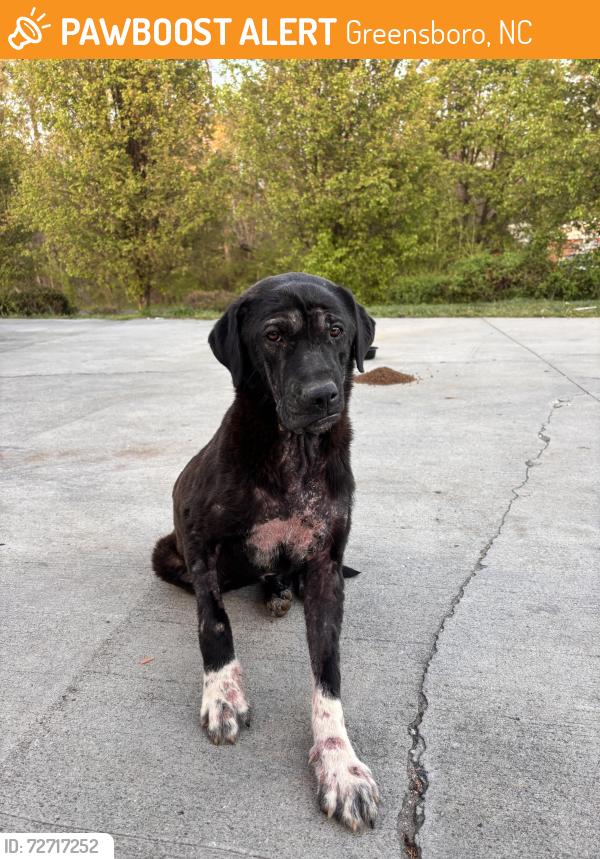 Found/Stray Unknown Dog last seen Citgo, Alamance church road , Greensboro, NC 27406