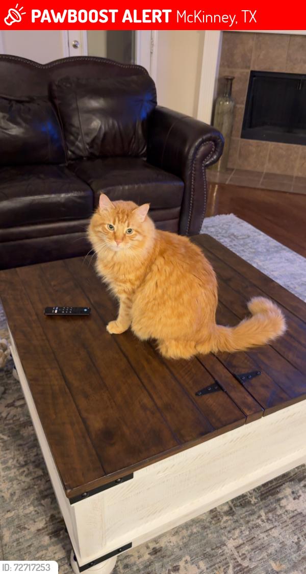 Lost Male Cat last seen Alma and Silverado, McKinney, TX 75070