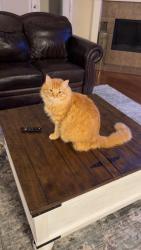 Lost Male Cat last seen Alma and Silverado, McKinney, TX 75070