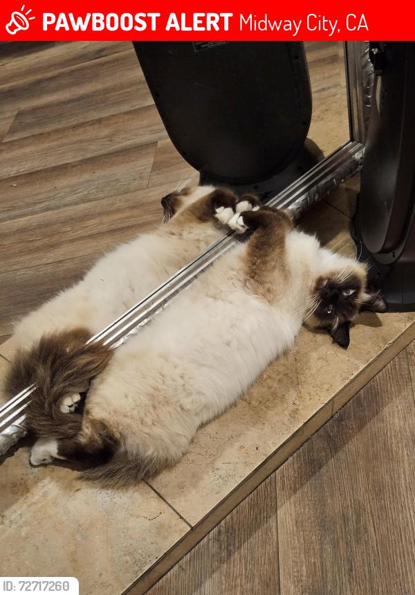 Lost Male Cat last seen Harhay Ave, Midway City, CA 92655