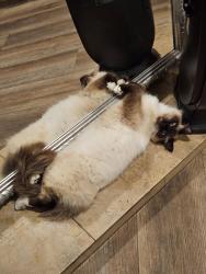 Lost Male Cat last seen Harhay Ave, Midway City, CA 92655