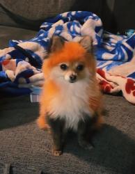Lost Female Dog last seen E Fargo , Stockton, CA 95207
