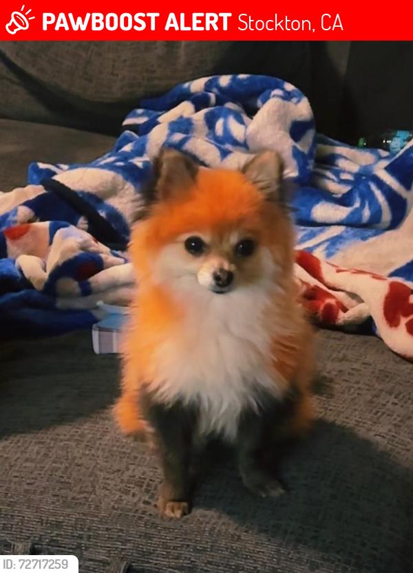 Lost Female Dog last seen E Fargo , Stockton, CA 95207
