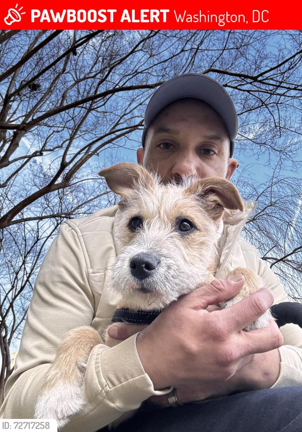 Lost Male Dog last seen Near Newton St NW, Washington, DC 20010