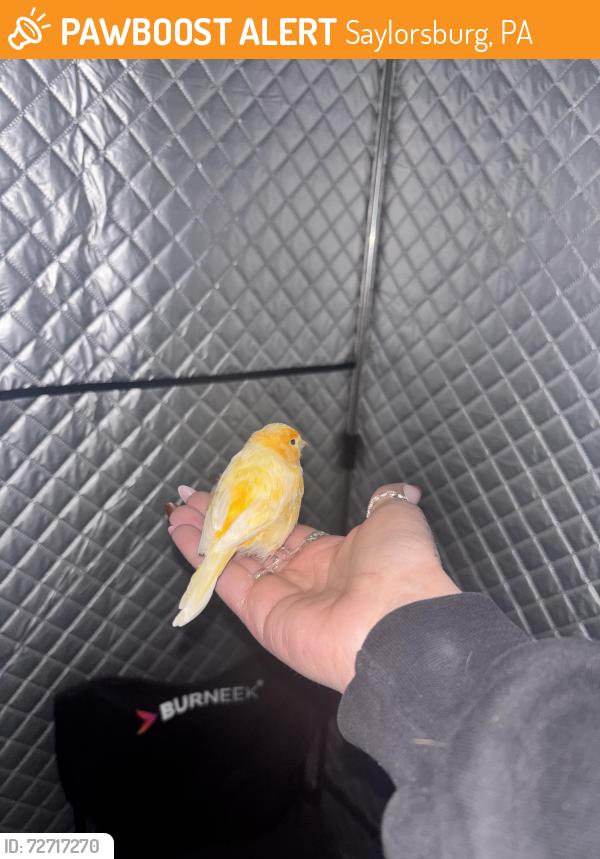 Found/Stray Unknown Bird last seen Rt 715 and main rd, Saylorsburg, PA 18353