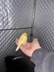 Found/Stray Unknown Bird last seen Rt 715 and main rd, Saylorsburg, PA 18353