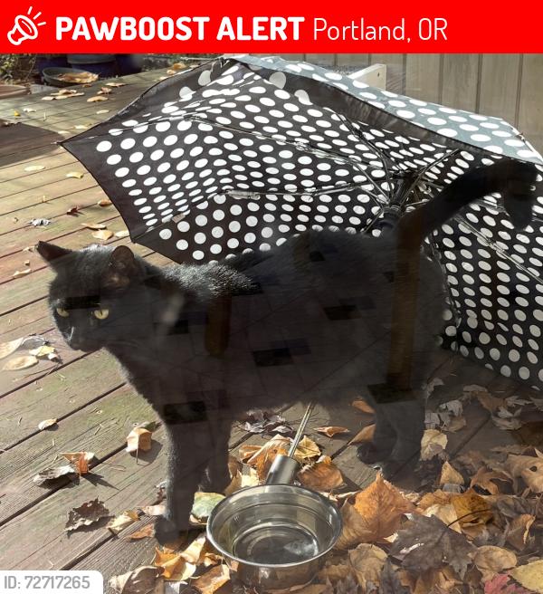 Lost Female Cat last seen SW Dickinson Ln & SW 12th Pl, Portland, OR 97219