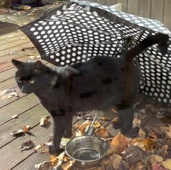 Lost Female Cat last seen SW Dickinson Ln & SW 12th Pl, Portland, OR 97219