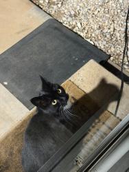 Found/Stray Unknown Cat last seen Thomasville RD, Saint Stephens, NC 28613