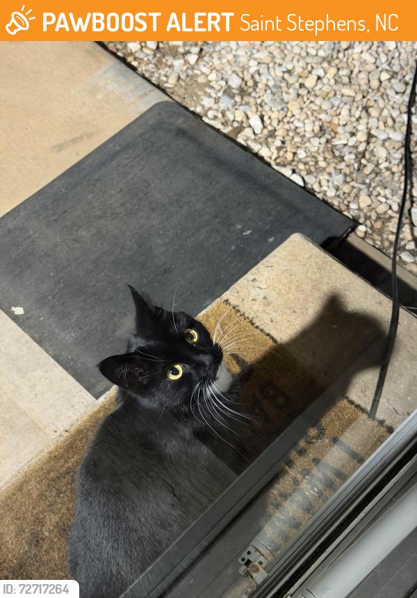 Found/Stray Unknown Cat last seen Thomasville RD, Saint Stephens, NC 28613