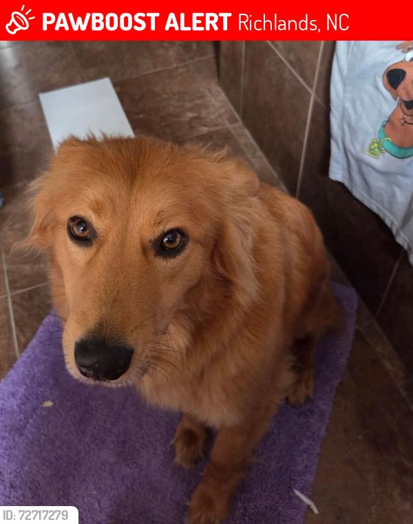 Lost Female Dog last seen Sabrina, Richlands, NC 28574