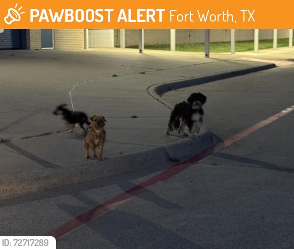 Found/Stray Unknown Dog last seen Jackie carden, Fort Worth, TX 76123