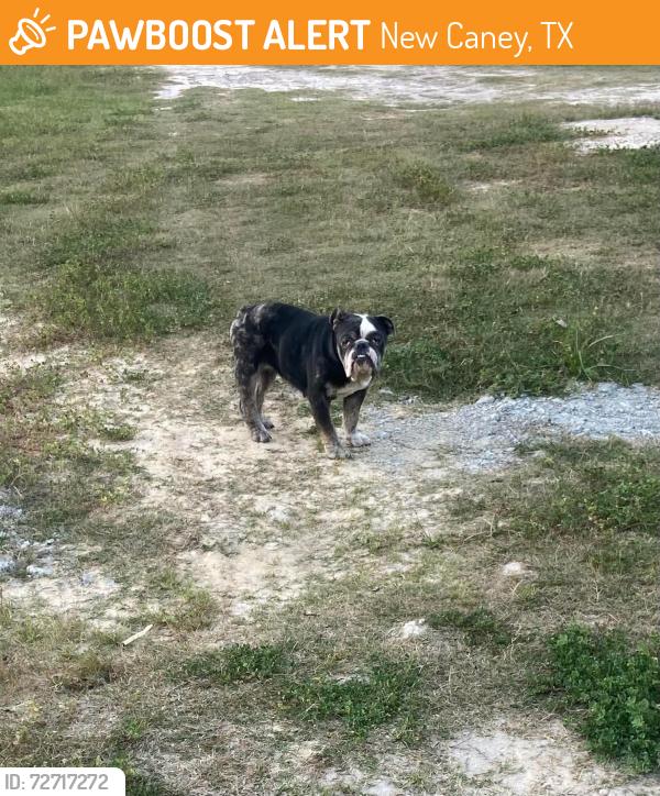 Found/Stray Unknown Dog last seen Near Kettering Cir New Caney, TX  77357 United States, New Caney, TX 77357