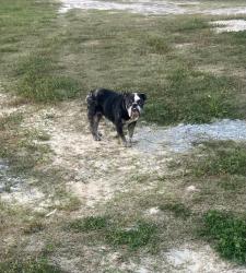 Found/Stray Unknown Dog last seen Near Kettering Cir New Caney, TX  77357 United States, New Caney, TX 77357