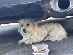 Found/Stray Unknown Dog last seen La Cienega, Los Angeles, CA 90016