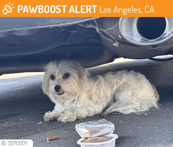 Found/Stray Unknown Dog last seen La Cienega, Los Angeles, CA 90016