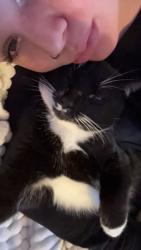 Lost Male Cat last seen charlestown nh , Charlestown, NH 03603