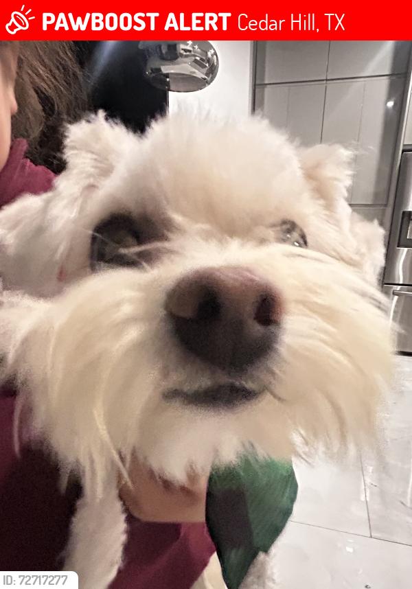 Lost Male Dog last seen Lakeview dr, Cedar Hill, TX 75104