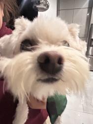 Lost Male Dog last seen Lakeview dr, Cedar Hill, TX 75104