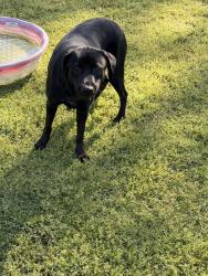 Found/Stray Male Dog last seen Fox lane , Senoia, GA 30276