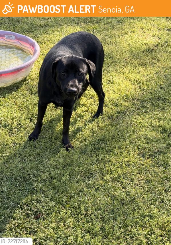 Found/Stray Male Dog last seen Fox lane , Senoia, GA 30276