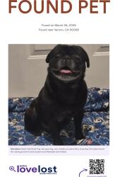 Found/Stray Male Dog last seen Fruitland, and randolph, Vernon, CA 90058