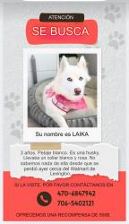 Lost Female Dog last seen Walmart Lexington rd, Athens, GA 30605