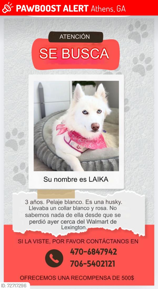 Lost Female Dog last seen Walmart Lexington rd, Athens, GA 30605