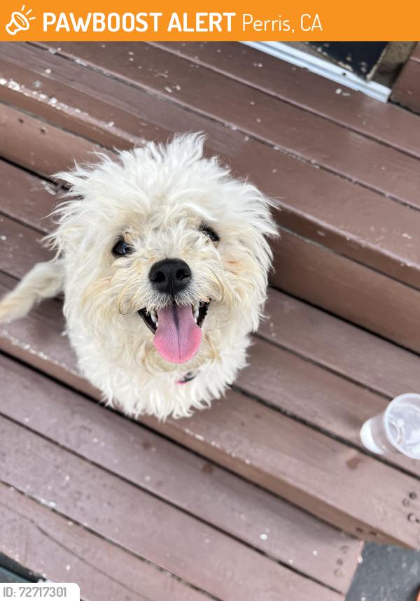 Found/Stray Female Dog last seen Harvill and seaton, Perris, CA 92570