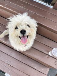 Found/Stray Female Dog last seen Harvill and seaton, Perris, CA 92570