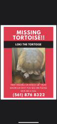 Lost Male Reptile last seen 8th street and magnolia dr west palm beach Fl, West Palm Beach, FL 33403
