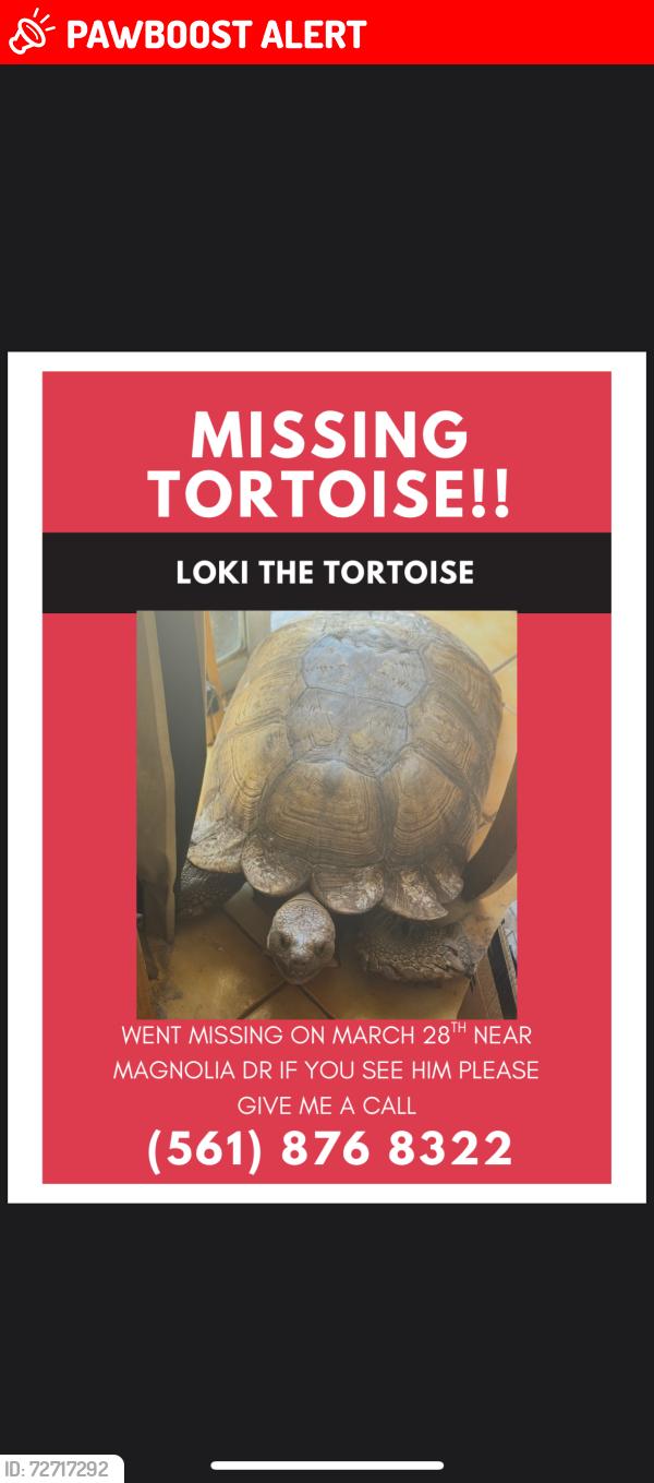 Lost Male Reptile last seen 8th street and magnolia dr west palm beach Fl, West Palm Beach, FL 33403