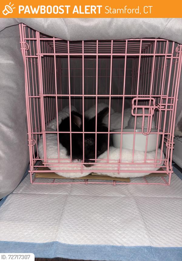 Found/Stray Unknown Rabbit last seen scalzi park , Stamford, CT 06902