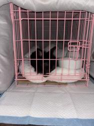Found/Stray Unknown Rabbit last seen scalzi park , Stamford, CT 06902