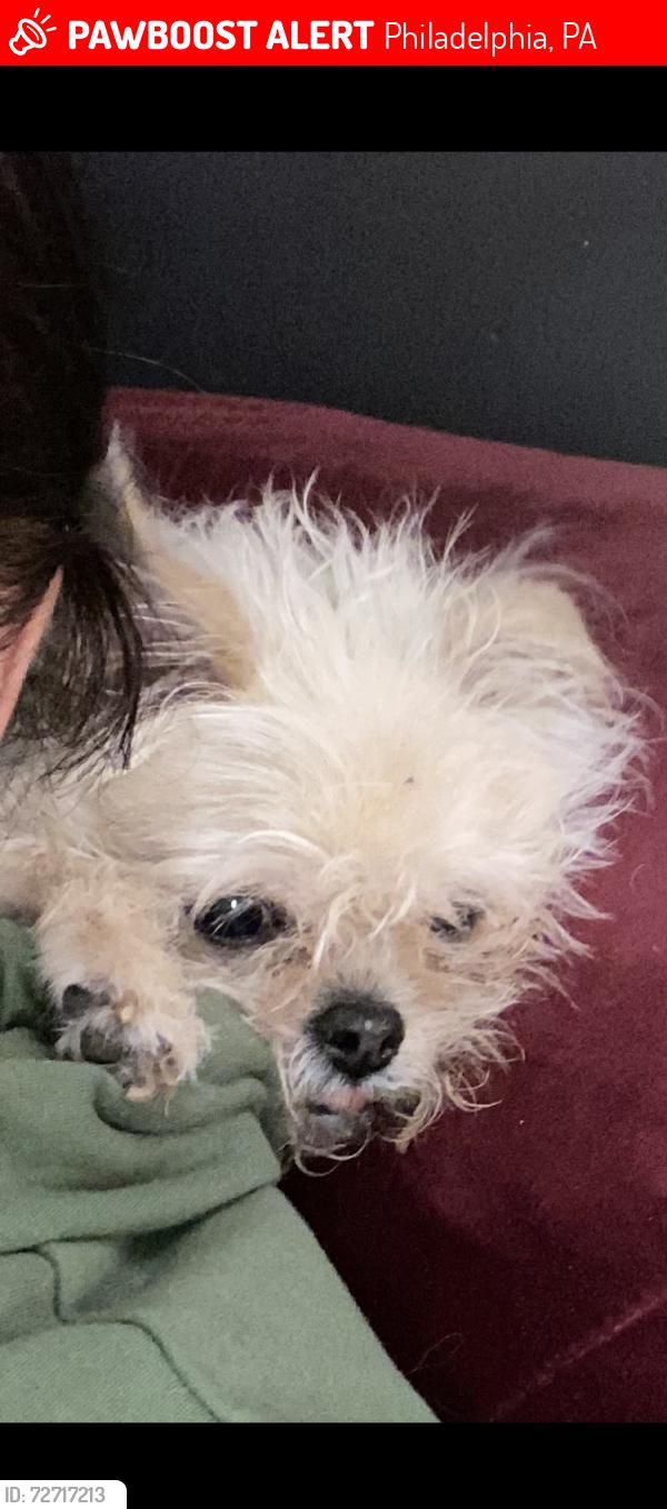 Lost Female Dog last seen Fanshawe & Loretto , Philadelphia, PA 19111
