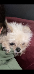 Lost Female Dog last seen Fanshawe & Loretto , Philadelphia, PA 19111