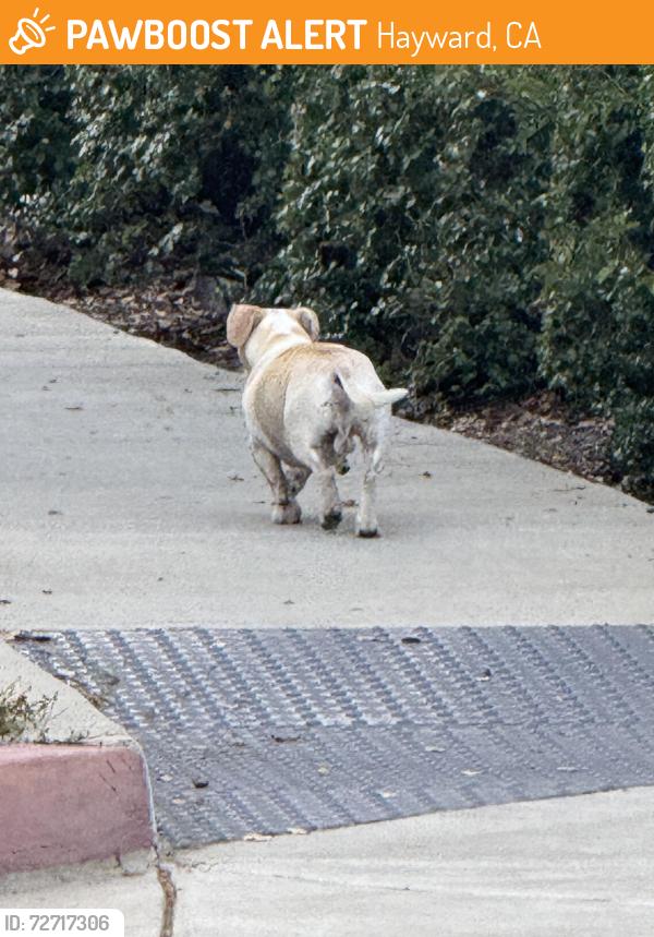 Found/Stray Unknown Dog last seen Eden Ave Hayward ca, Hayward, CA 94545
