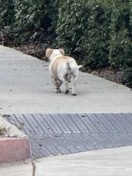 Found/Stray Unknown Dog last seen Eden Ave Hayward ca, Hayward, CA 94545