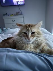 Lost Male Cat last seen Debuys Rd right before MGGCC, Gulfport, MS 39507