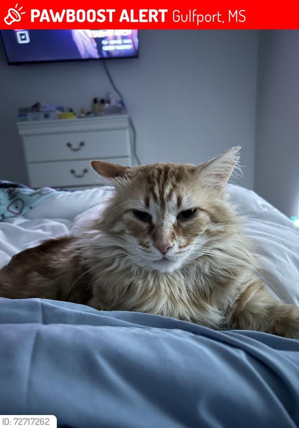 Lost Male Cat last seen Debuys Rd right before MGGCC, Gulfport, MS 39507